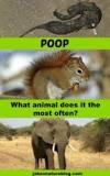 what-animal-poops-the-most