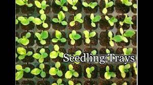 how to use seedling trays you