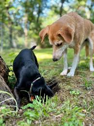 types of worms in dogs how to detect