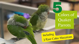 5 colors of quaker parrots including 3