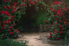 Beautiful Garden With Blooming Rose