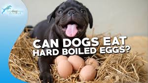 can dogs eat hard boiled eggs you