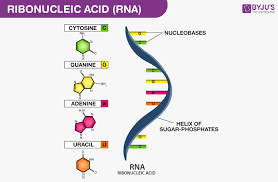rna structure functions and types of rna