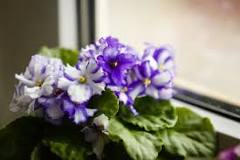 How do you get rid of brown leaves on African violets?