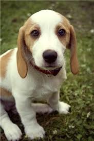 Please remember to message the mods if you have no activity on your post! Top 20 Beagle Hybrids Basset Hound Mix Cute Beagles Beagle Mix