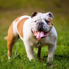 6 best english bulldog breeders in