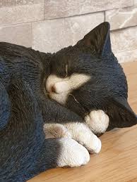 Black White Sleeping Cat Real Life