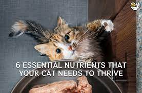 essential nutrients that your cat needs
