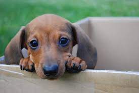 Faqs, appearance, temperament, training dachshund puppies, health, rescues, wiener puppies from cartoons and caricatures, to old oil paintings and hunting prints, dachshund puppies are well. Wittsend Kennels