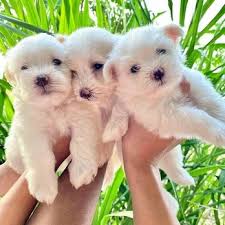 adorable teacup maltese puppies for