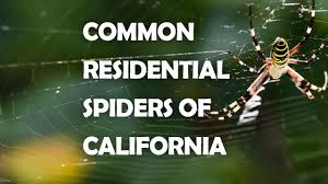 residential spiders of california