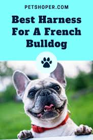 Harness is the best choice for french bulldog's body type, as they might have breathing problems. Best Harness For A French Bulldog Top Amazon Picks Petshoper French Bulldog Bulldog French Bulldog Harness