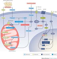 hepatic glucose metabolism