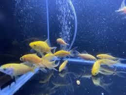 lemon comet goldfish fish gumtree