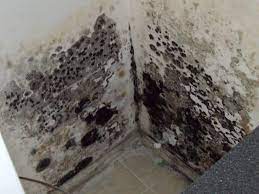 how to remove mold black mold in basement