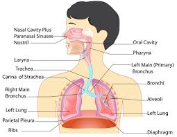 Human Respiratory System Hd Images Anatomy Of Respiratory