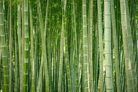 bamboo silk rugs bamboo rug