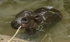 Read the latest news, features and the empire review of the film. First Pygmy Hippo Born At San Diego Zoo In 30 Years Splashes Around With Mum Mabel Daily Mail Online