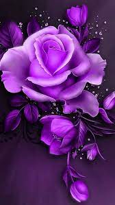purple roses hd wallpapers pxfuel
