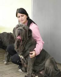 The american mastiff has a much drier mouth than other mastiffs. Home Purebred Mastiff Puppies For Sale