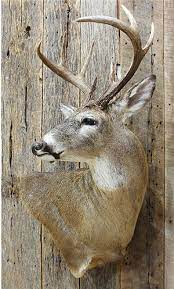 Taxidermy How To Care For Deer You