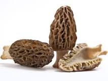 How much do morels sell for?