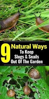 slug control 9 natural ways to get rid