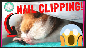 how to trim your guinea pig s nails