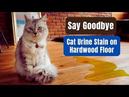 Cat Urine Out Of Hardwood Floors