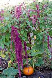 how to plant and grow foxtail amaranth