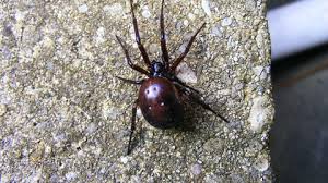 What should i do if i've been bitten? False Widow Spider The Wildlife Trusts