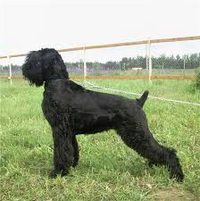 Black Russian Terrier Dog Breeds 101 Dogz Online Forums