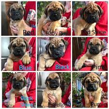 Have produced 2 litters i am unsure if she is still breedable. Bullmastiff Puppy For Sale In Flat Rock Mi Adn 65208 On Puppyfinder Com Gender Puppies For Sale Bullmastiff Puppies For Sale Puppies For Sale Puppies