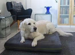 10 best large dog beds in 2022