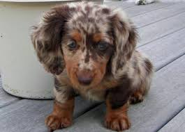 All of our dogs are bred with highest consideration for confirmation and disposition. 30 Dachshund Ideas Dachshund Dapple Dachshund Puppies