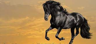 running black horse for and mobiles hd
