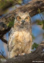 iowa owl identification guide dnr