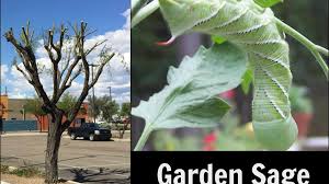 Answer a few questions about your home project. Gnats Feast On Saguaro Fungus Hornworms Attack Tree Topping Tucson Gardens Tucson Com