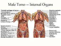 Download upper torso anatomy for free. Atlas A General Orientation To Human Anatomy Anatomical