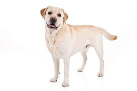 Labrador Retriever Is The Most Popular Dog Breed In The Us
