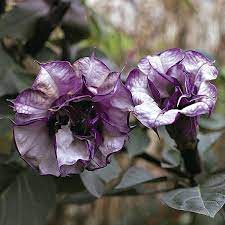 Purple people eater angel trumpet. Angel S Trumpet Seeds Datura Seed Annual Flower Seeds