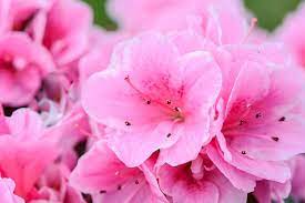 Popular Pink Flowers For Your Garden