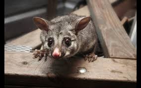 Get Ready For Winter Possum Removal