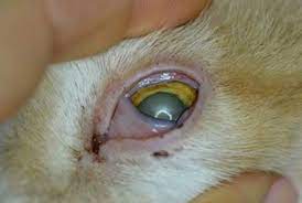 feline herpes flare up exle in cats