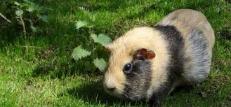 10 best guinea pig hay for allergies