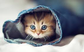 Image result for cats wearing jeans