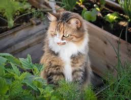 keep cats out of flower beds
