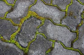 green algae on cement or concrete