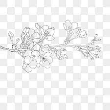 flower line drawing png vector psd