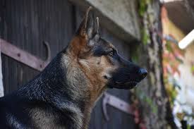 best guard dog breeds to help protect